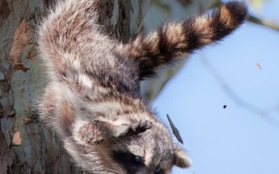 Make Raccoons Great Again