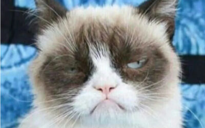 Monday morning Foxfiring