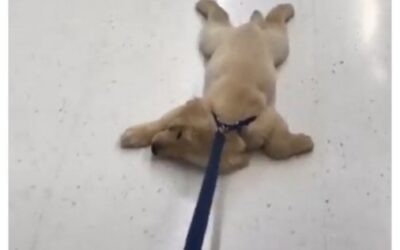 Monday morning counting coup