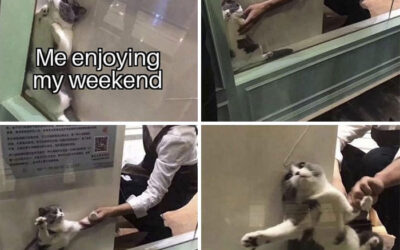 Monday morning Sardaukar slaying