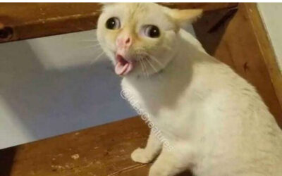 Monday morning with Crash Bandicoot