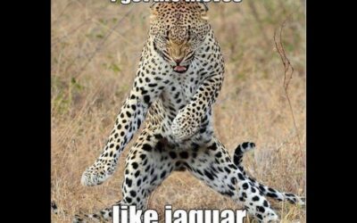 Euthanising a big cat