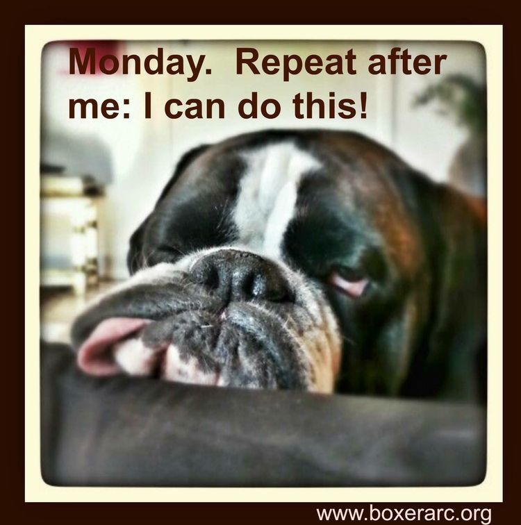 monday bulldog