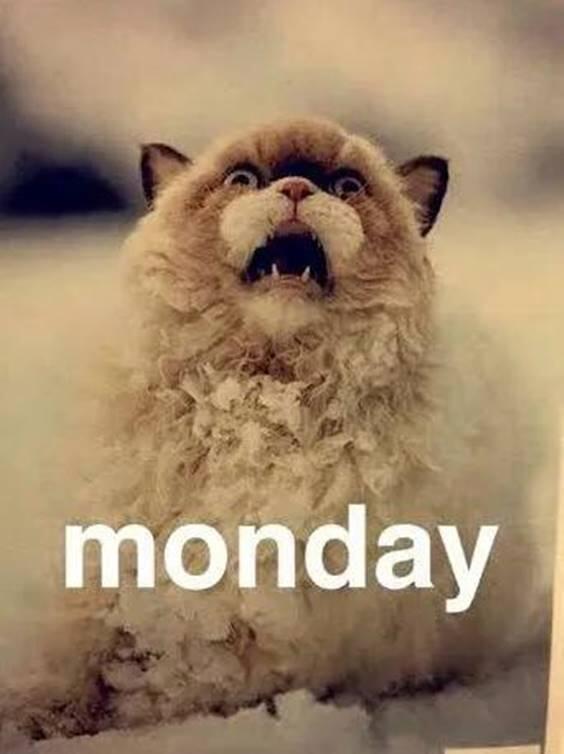 monday scaredy cat