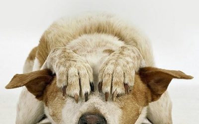 Monday morning chop-socky