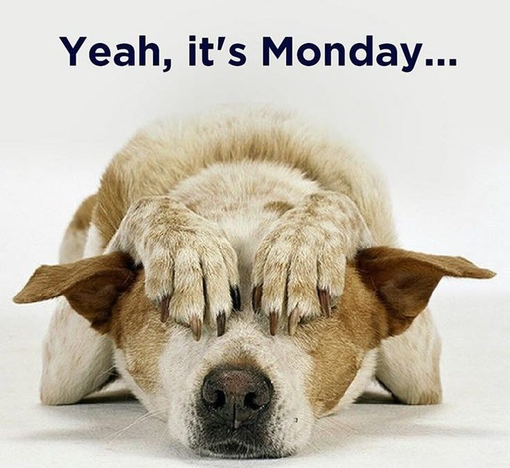 Monday morning chop-socky