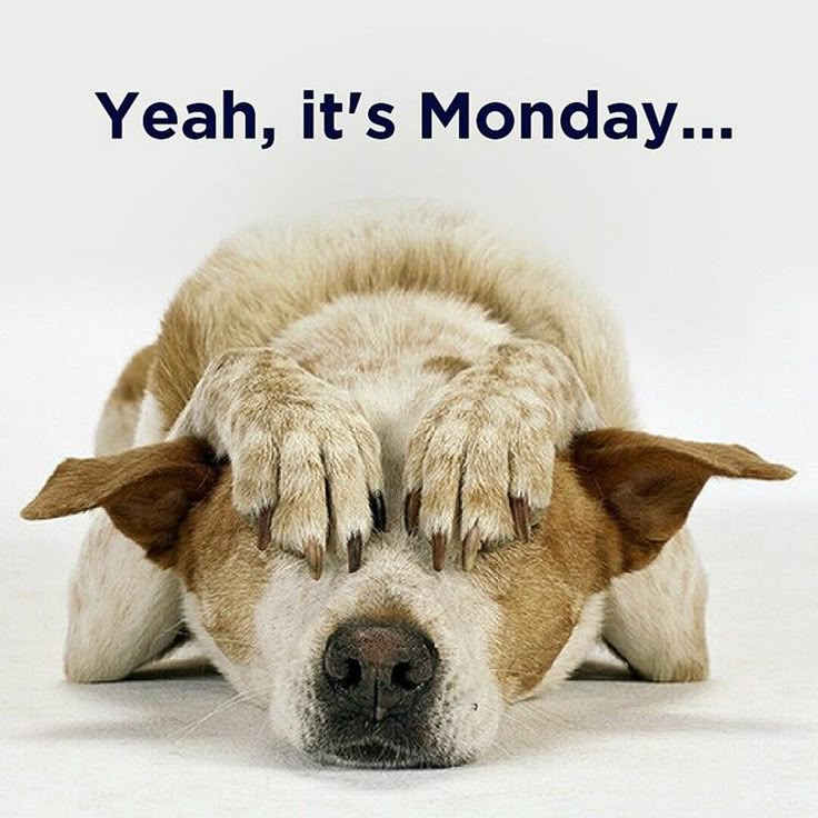 monday doggo